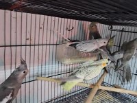 Yavru Bebek Sultan Papağanlar