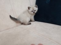 Maviş Kediler Yeni Yuvalarını Arıyor