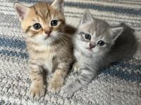 Golden british shorthair yavrular