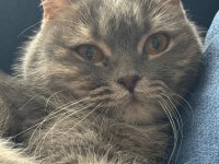 Kedimizi ücretsiz sahiplendiriyoruz