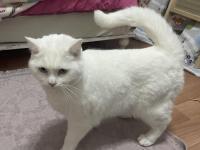 Ücretsiz Sahiplendirme Van Kedimiz