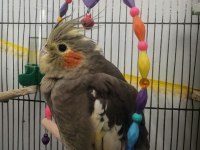 Ultra evcillik sultan papağanı (omza gelir)