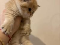 Safkan British Golden Longhair Shorthair Ny12 Yavrular