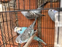 Vasıflı Show Jumbo Genç Üretim Muhabbet Kuşları