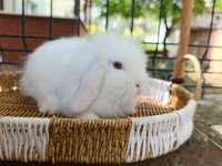 Hollanda Teddy Lop 35 Günlük Tavşan Yavrular