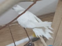 Uygun Fiyat Albino Kırmızı Göz Sultan Papağanı