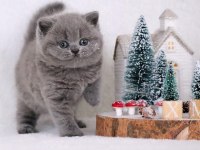 Vazgeçilmez gri british shorthair yavrumuz