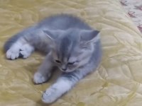 2 Aylık Yavru British Shorthair