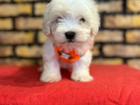 Minik Maltese Terrier Yavrular