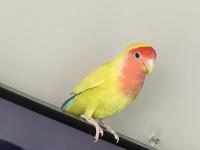 Yavru Cennet Papağanı 6 Aylık
