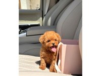 Toy Poodle Irkı Yavrular