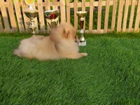 3 Aylık Sevimli Pomeranian Yavrularımız