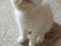 Safkan 2 Aylık Bicolor Erkek Yavru Kedimiz