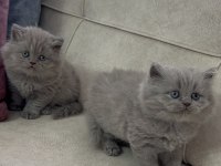 British Longhair Yavru Kedilerimiz