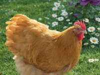 Üreticiden Sağlıklı Ve Irk Özellikli Orpington Civciv Ve Yumurta