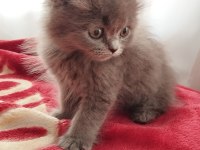 British Longhair Bebekler
