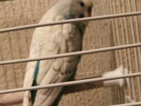 Yavru Muhabbet Kuşu