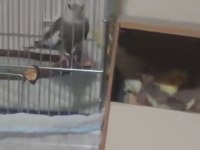 Sultan Papağanı Takımlar Uyguna