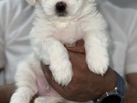 Minik Maltese Yavrularımız Yeni Yuvalarını Bekliyorlar