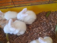 Hollanda Lop Tavşanı Yavrusu