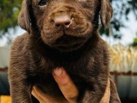 Labrador Arıyorsanız Bu Yavrular Size Göre!