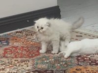 Scottish fold longhair erkek mavi gözlü