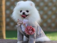 Ayı Surat Pomeranian Yavruları