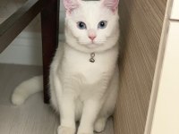 British kedimiz lilamız yeni yuvasını arıyor