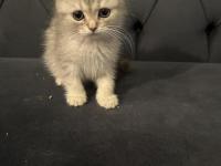 Safkan Scottish Fold Yavrular Ayı Surat 2 Aylık