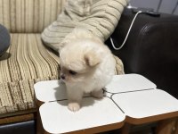 Pomeranian Boo Köpeği