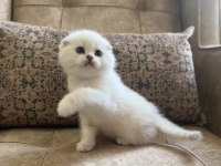 Irk Garantili Scottish Fold Shorthair Silver Bebeğimiz