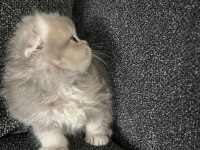 Erkek 55 Günlük Scottish Fold Yavru