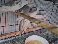 2,5 aylık bebek sultanlar