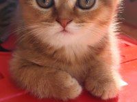Scottish Fold Kedimiz