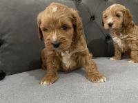 Parti Color Maltipoo Bebekler