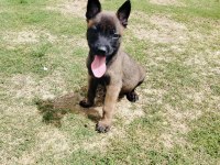 A Kalite Belçika Kurdu Yavruları