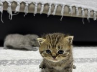 British yavru kedimiz