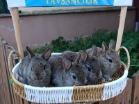 Hollanda cüce 1 aylık tavşan yavrular