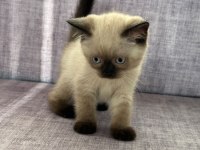 2 Aylık Scottish Fold Blue Point Yavrular