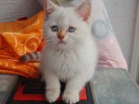 60 Günlük British Blue Point