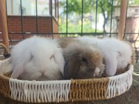 Hollanda Teddy Lop 35 Günlük Tavşan Yavrular