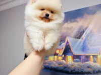 Pomeranian Boo Erkek Yavrum 2.5 Aylık