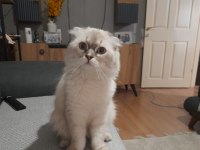 Kedimiz reachera yuva arıyoruz