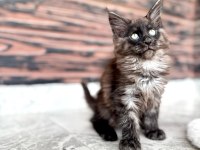 Wcf Kayıtlı Full Şecereli Şampiyon Soylu Maine Coon Yavruları