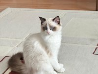 10 Aylık Erkek Bicolor Ragdoll