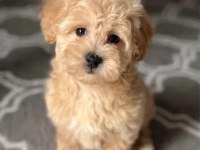 Oyuncak Gibi Maltipoo Bebeklerimiz