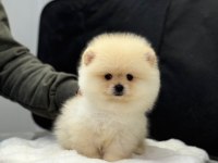 Dişi Ve Erkek Pomeranian Yavrularım