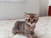 Dünyalar Tatlısı British Yavrularımız Yeni Yuvalarını Arıyor