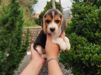 Irk garantili beagle yavruları