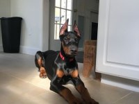 Safkan Estetikli Doberman Köpekler
